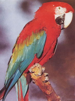 Ara Chloroptera, Grnflgelara, Green-winged Macaw
